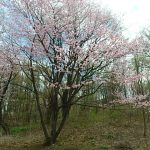 20165月緑ヶ丘公園　桜1(周辺)